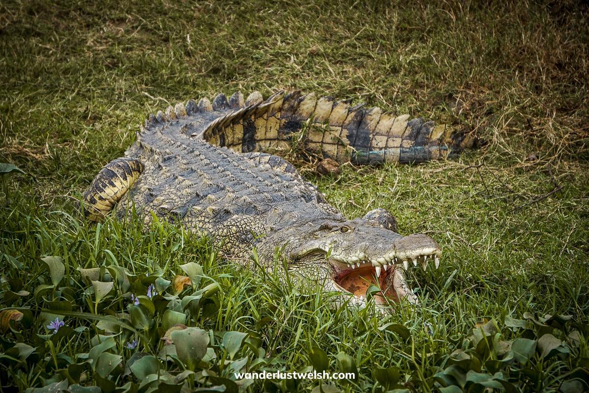 A large crocodile lying down on a grassy river bank with its mouth open