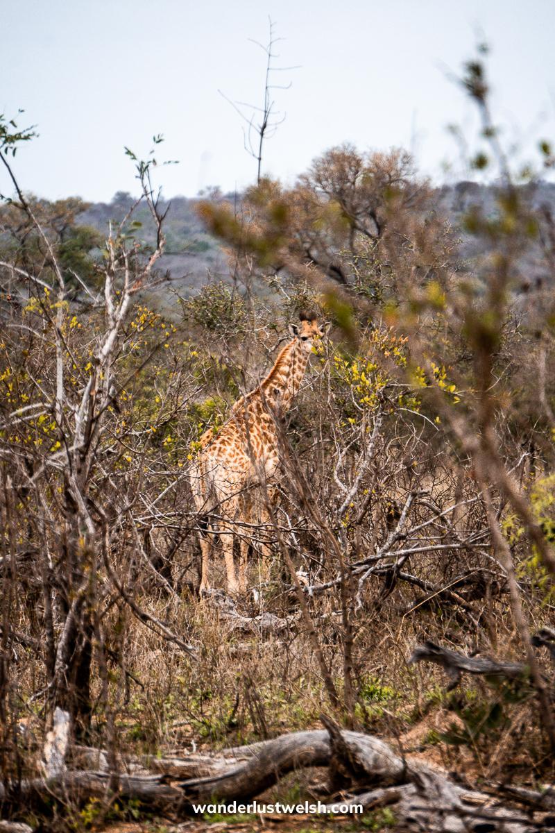 A giraffe in dry scrubland