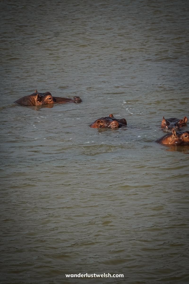 A group of hippos wading in the river
