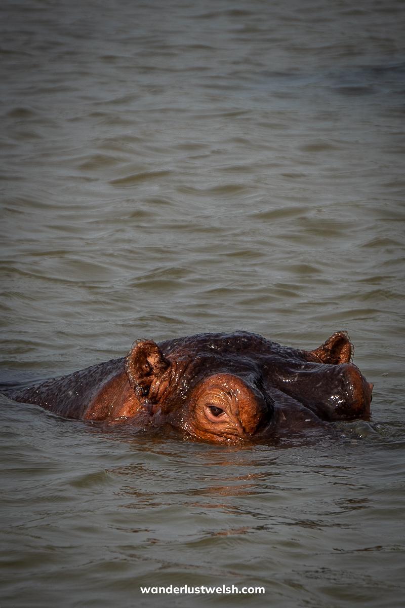 A portrait of a hippo with it's eyes above the water