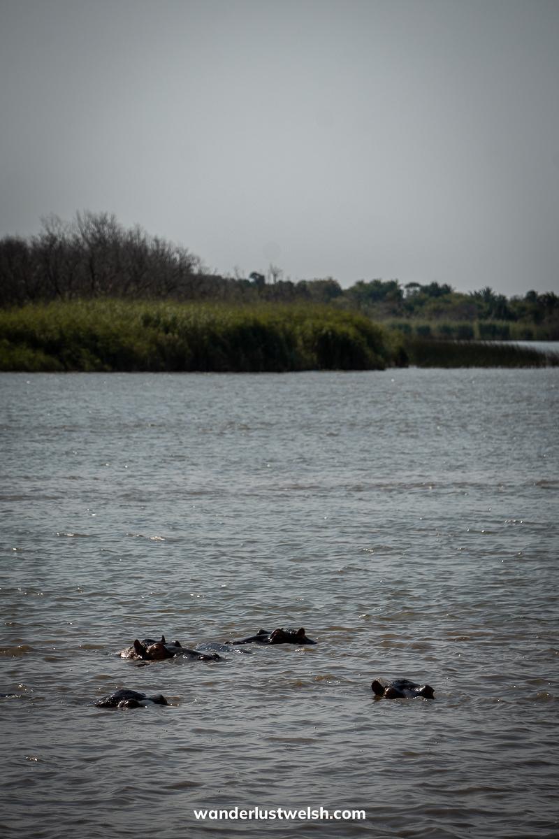 A group of hippos swimming in the river