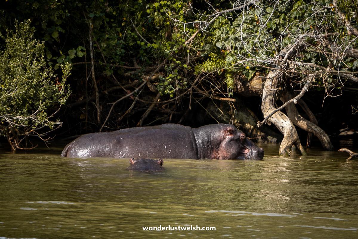 A hippo mother and a baby swimming towards her