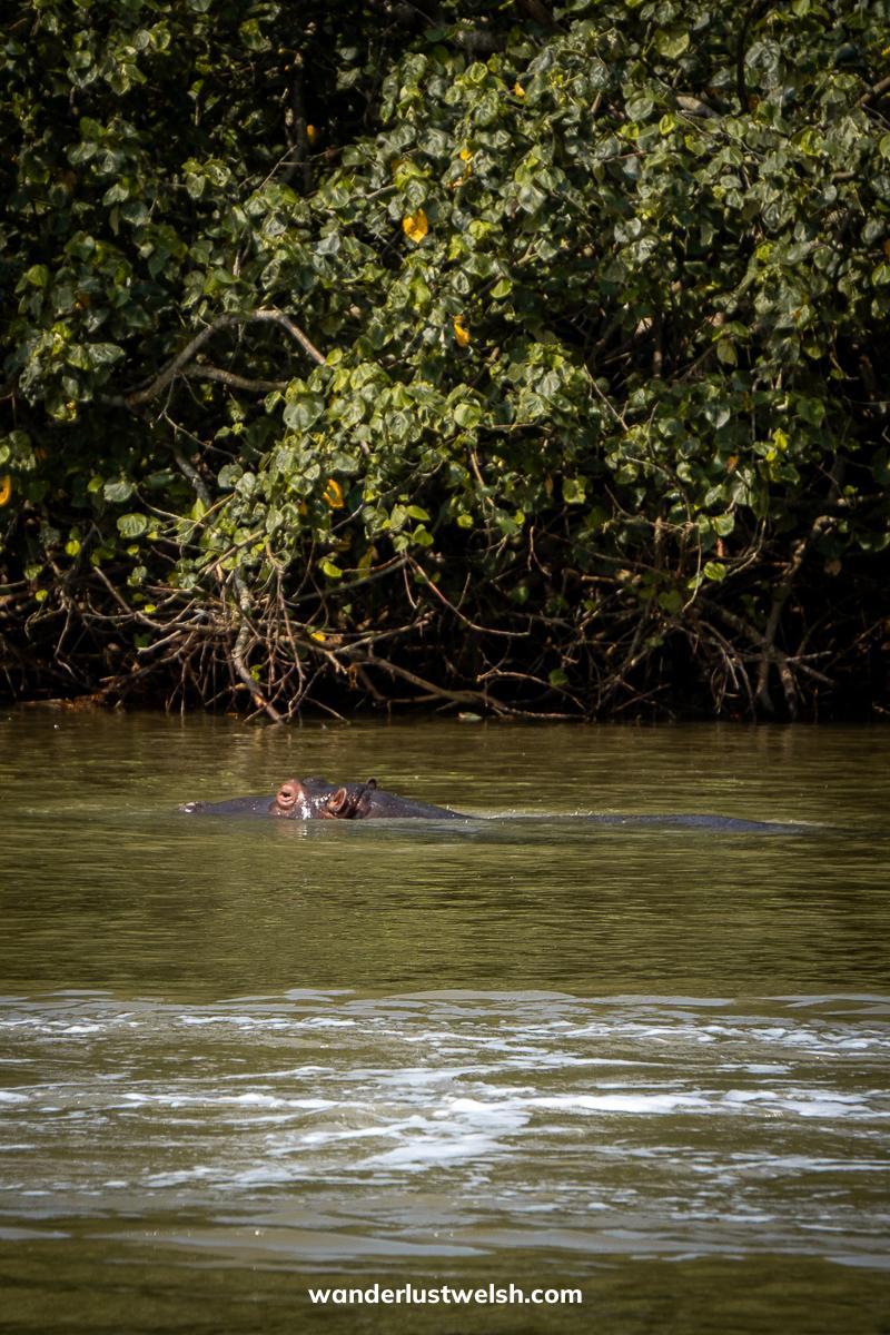 A hippo swimming near mangroves