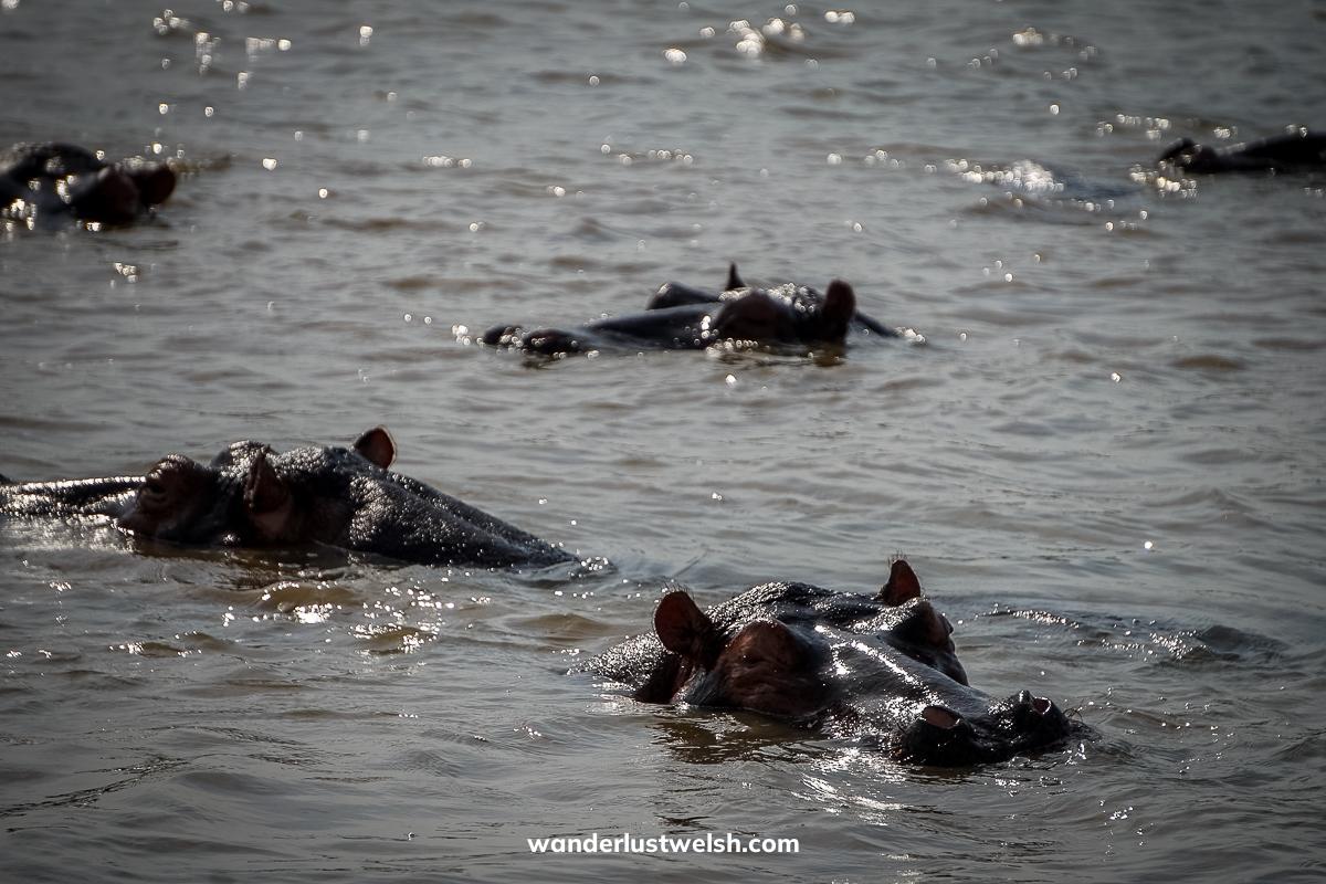 A group of hippos with their heads above the surface of the water