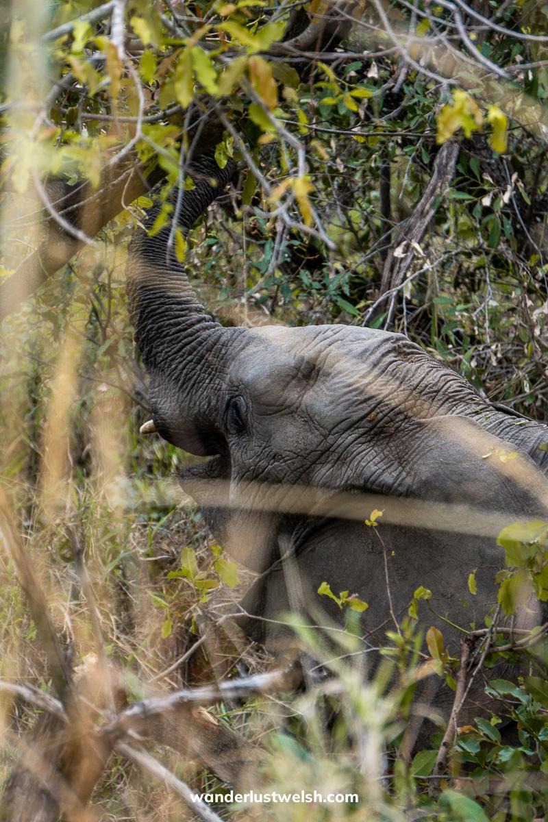 An elephant stripping leaves from a tree