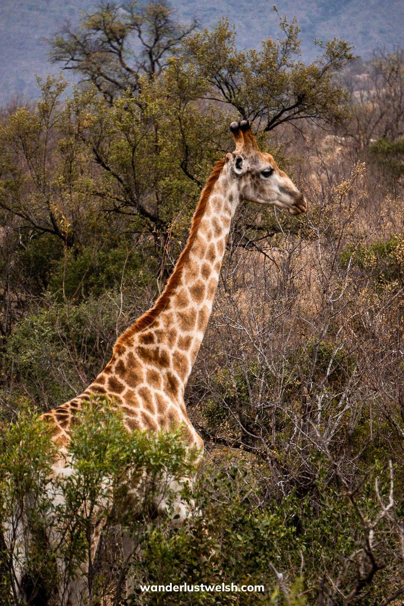 A giraffe walking through bushes and acacia