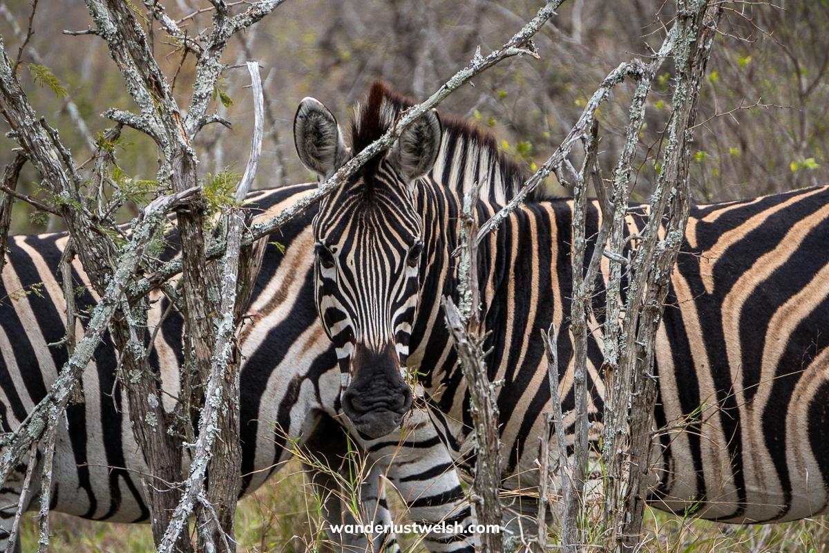 Two zebras in a dry savannah