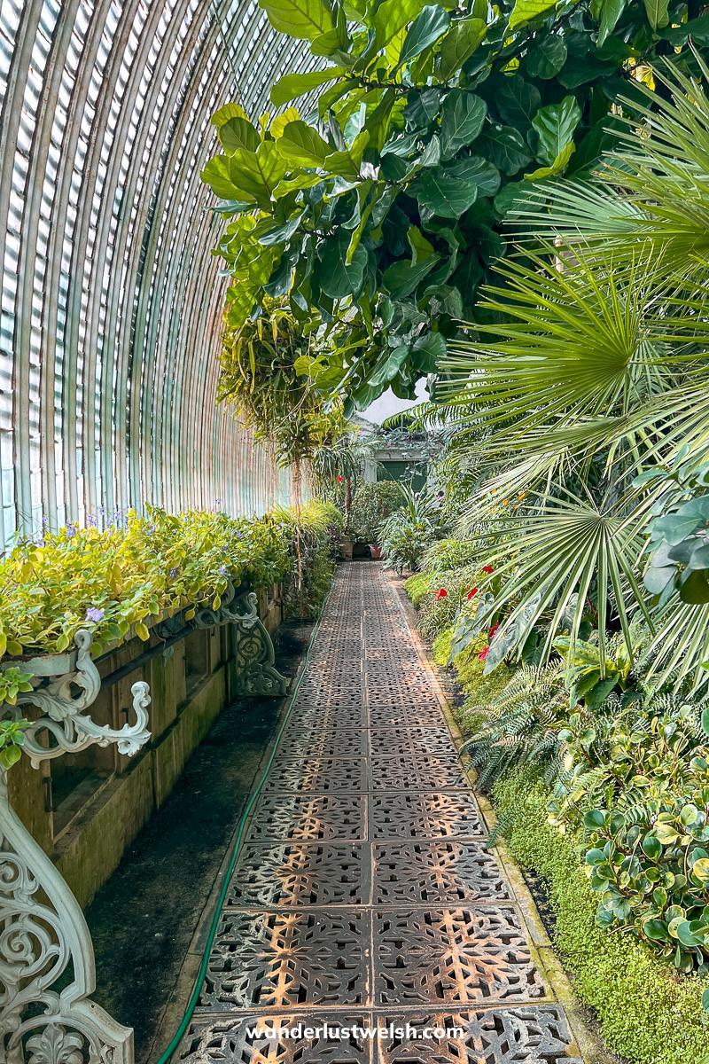 A grated walkway through a palmhouse with trees on one side and shrubs on the other