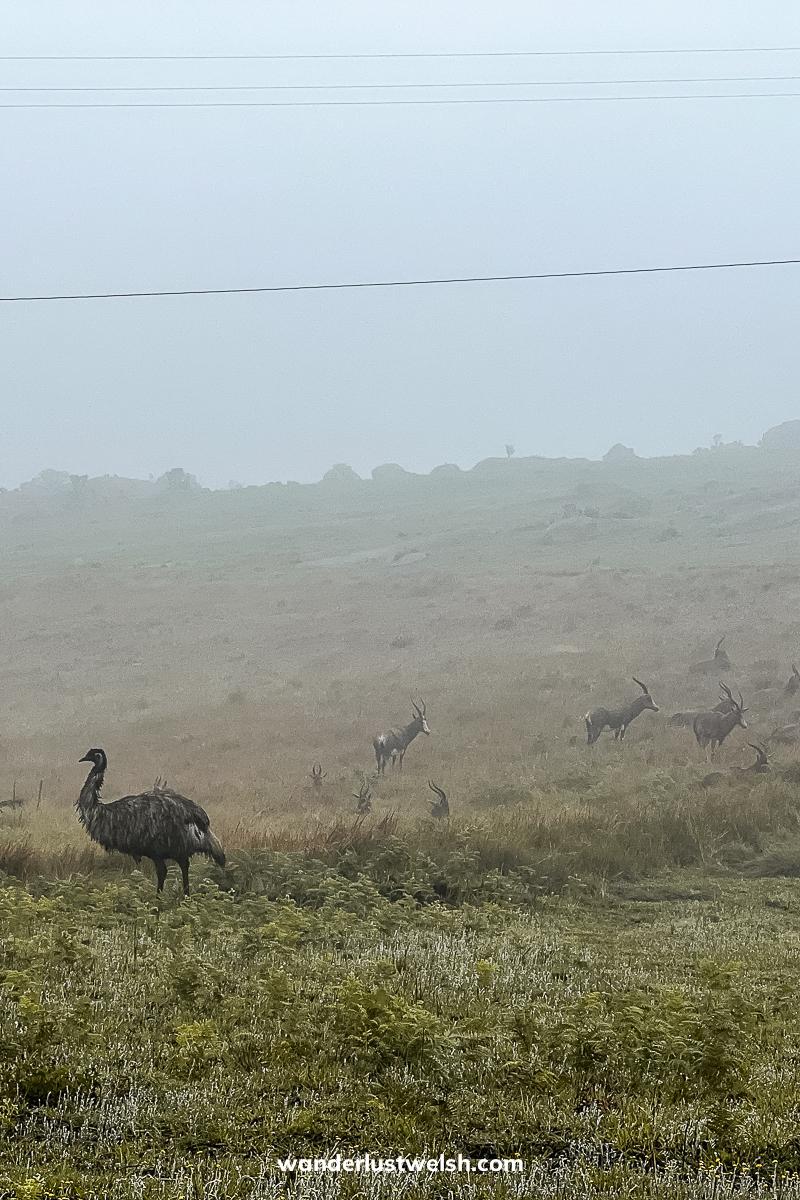 A misty view of ostriches and kudu on grassland