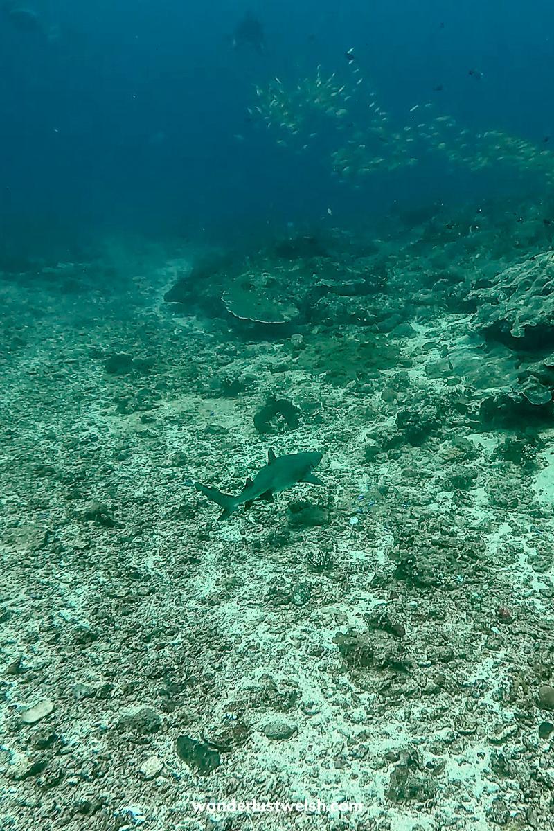 A blacktip reef shark swimming near the sea bed