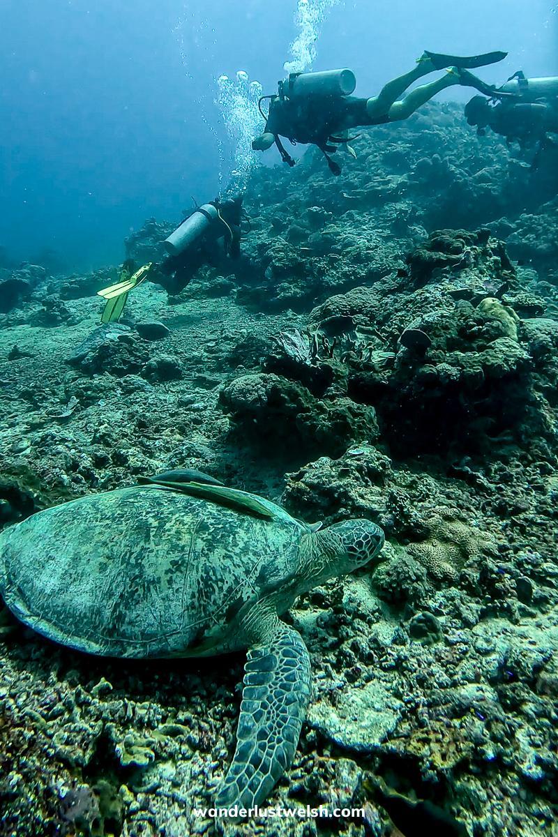 A couple of scuba divers passing a large sea turtle on the coral reef