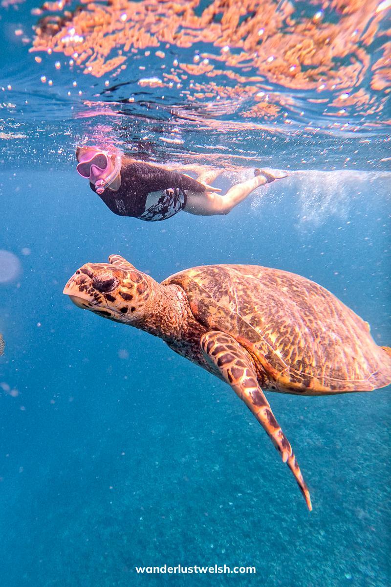 A sea turtle swimming near the surface of open water with a woman snorkelling behind