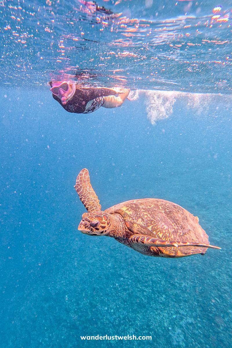 A turtle swimming in open water with a woman snorkelling behind