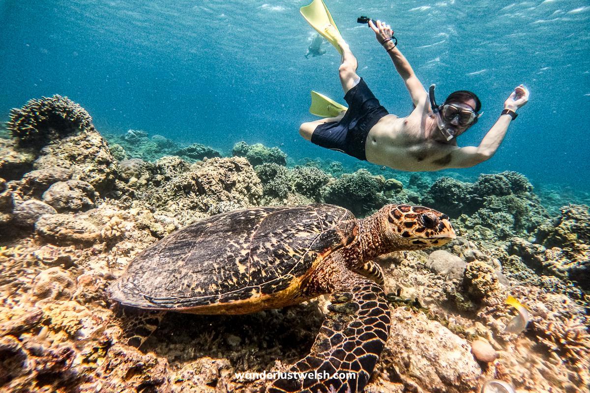 A turtle laying on the coral reef with a man diving down behind