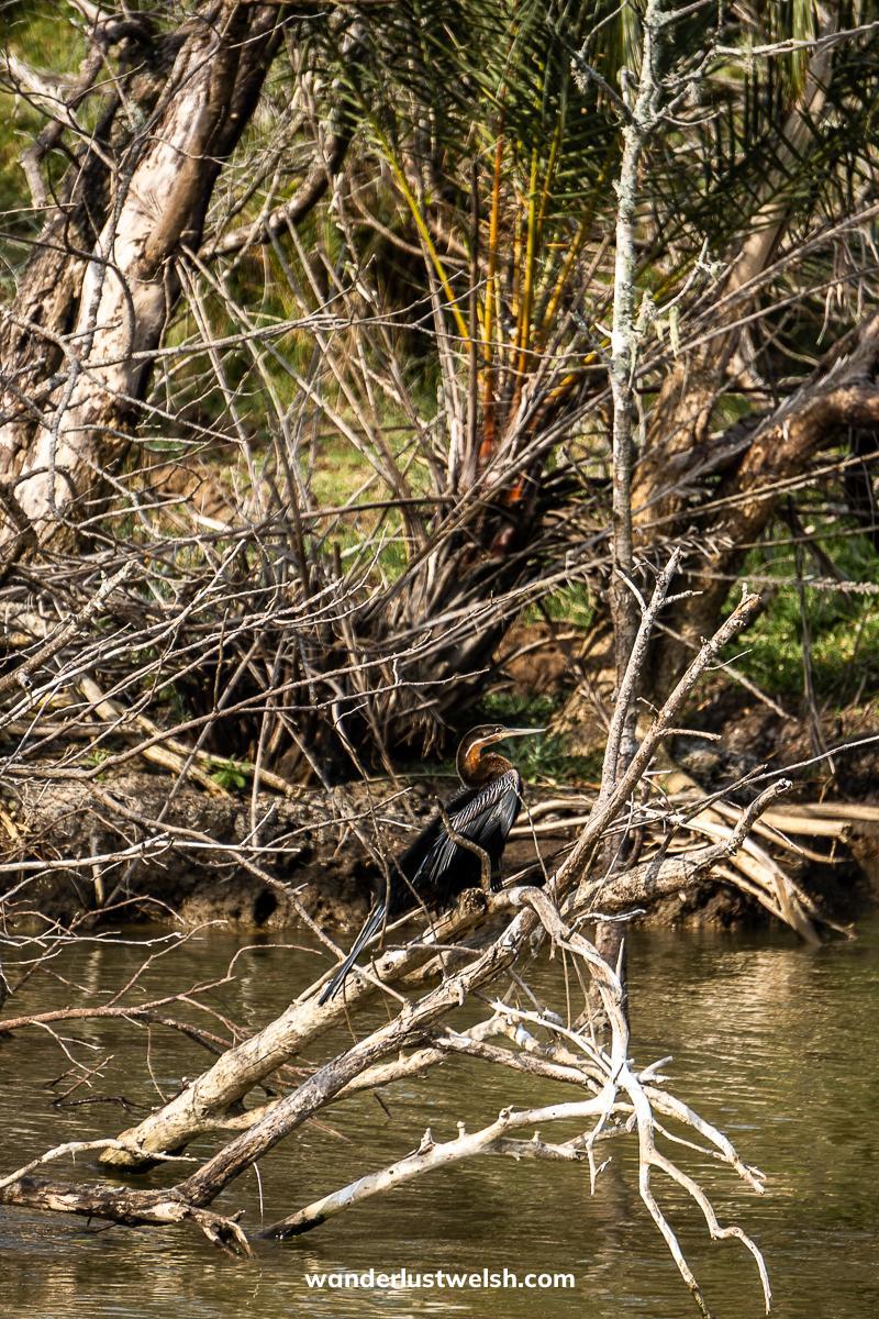 A cormorant sitting on a branch above the water