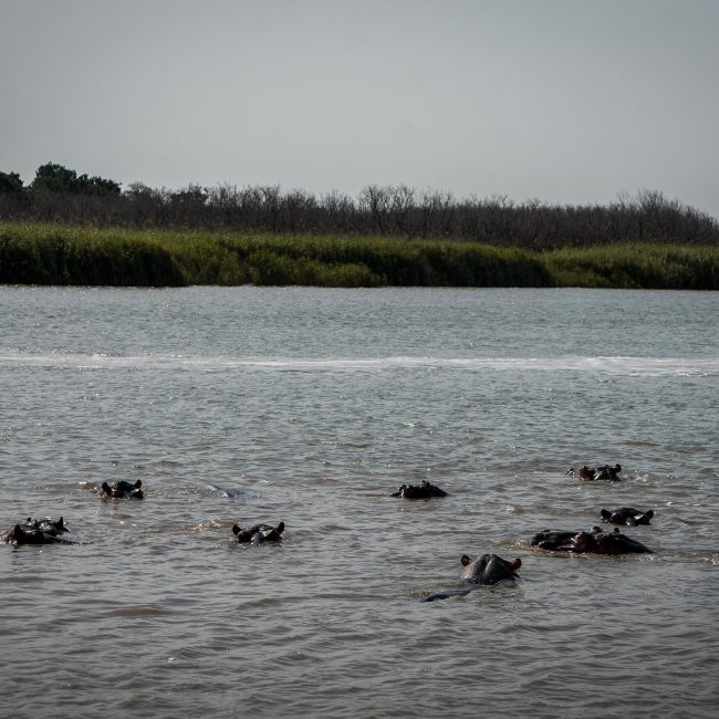 A group of hippos bathing in the water with only their heads above the surface