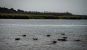 A group of hippos bathing in the water with only their heads above the surface