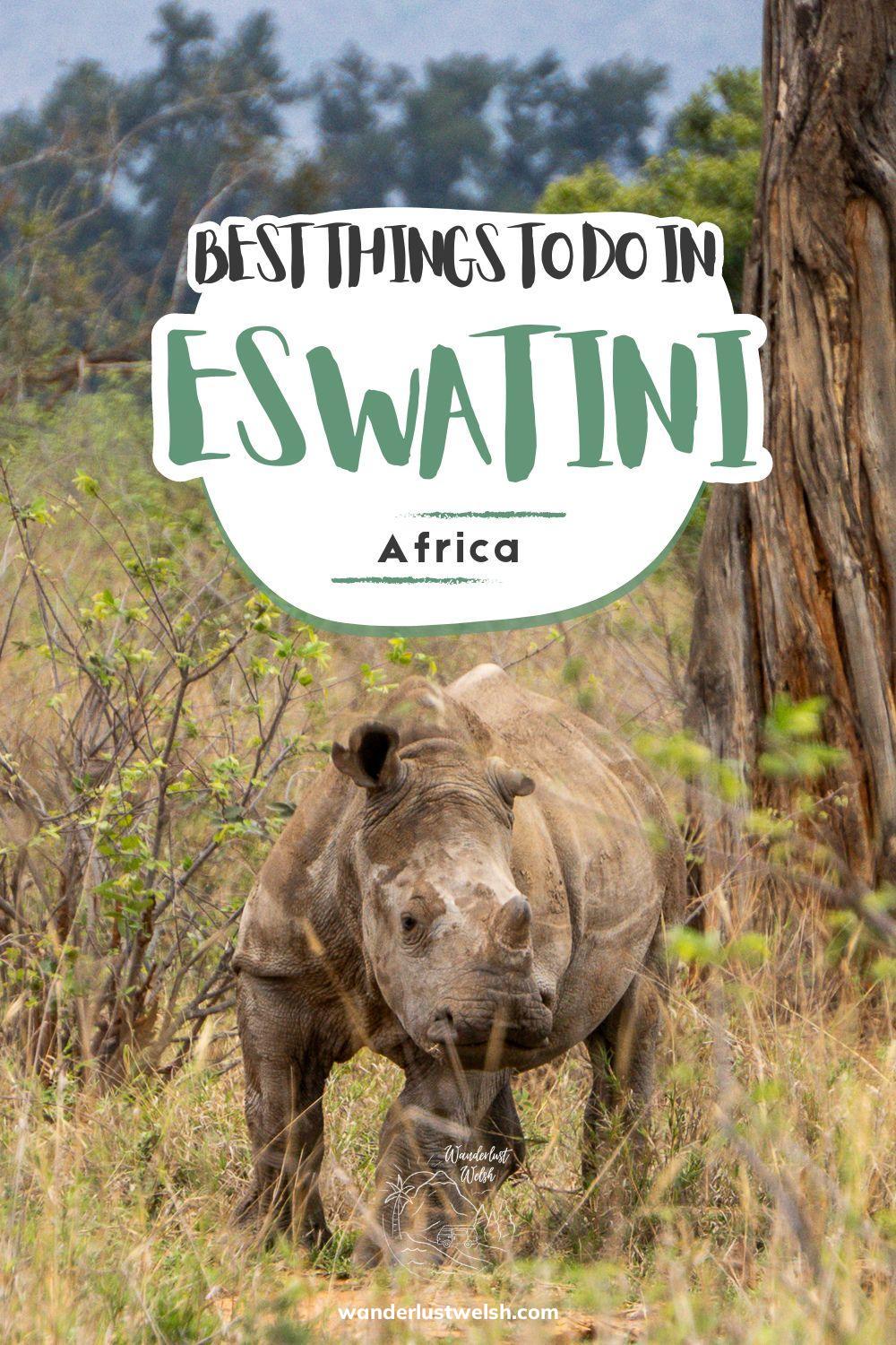 A baby rhino with the words "Best Things to Do in Eswatini" superimposed