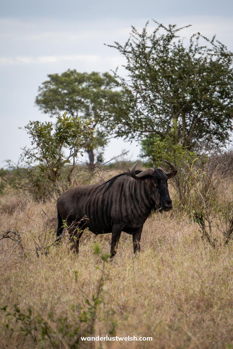 A lone wildebeest on a dry savannah