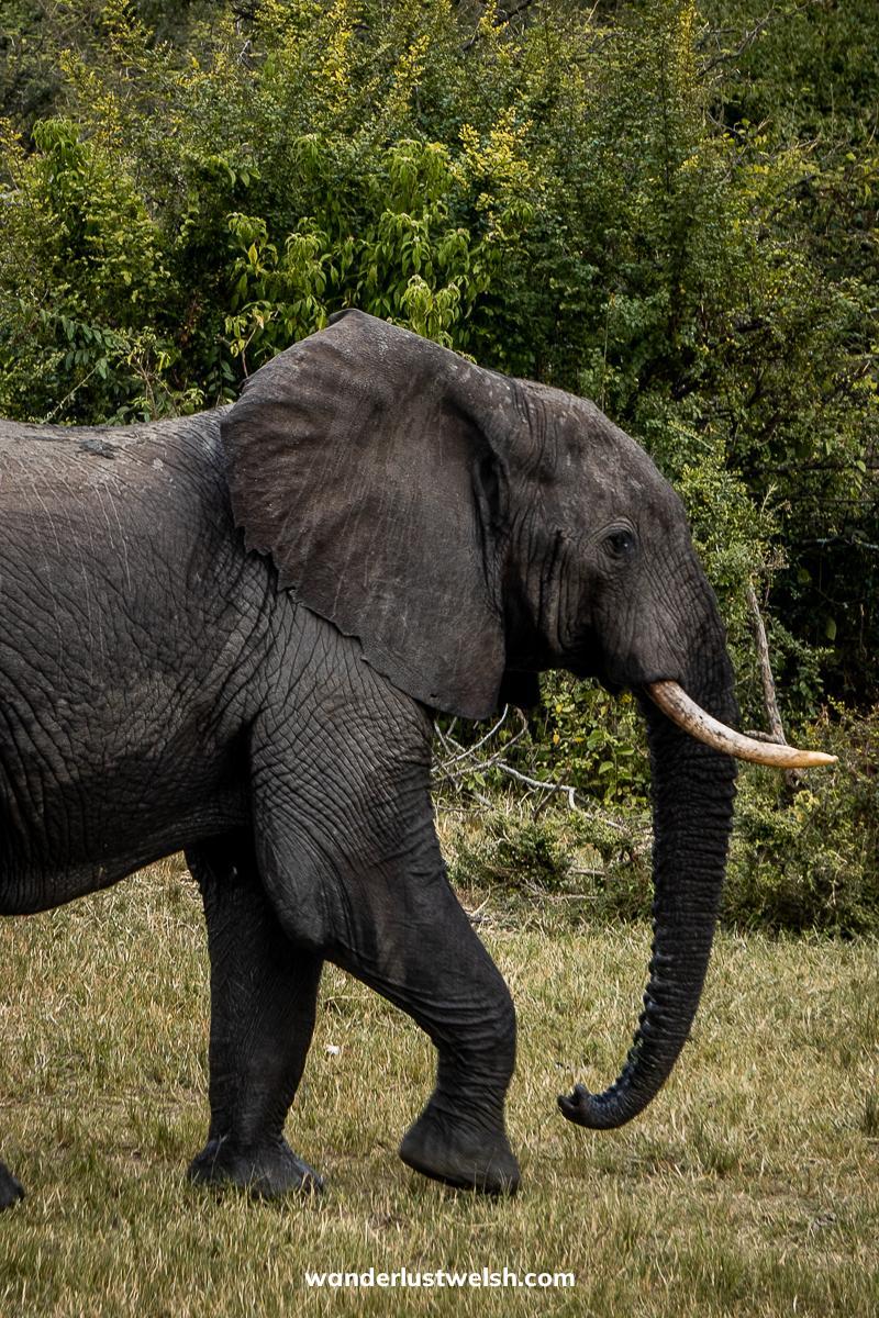 An elephant walking on short grass with trees behind