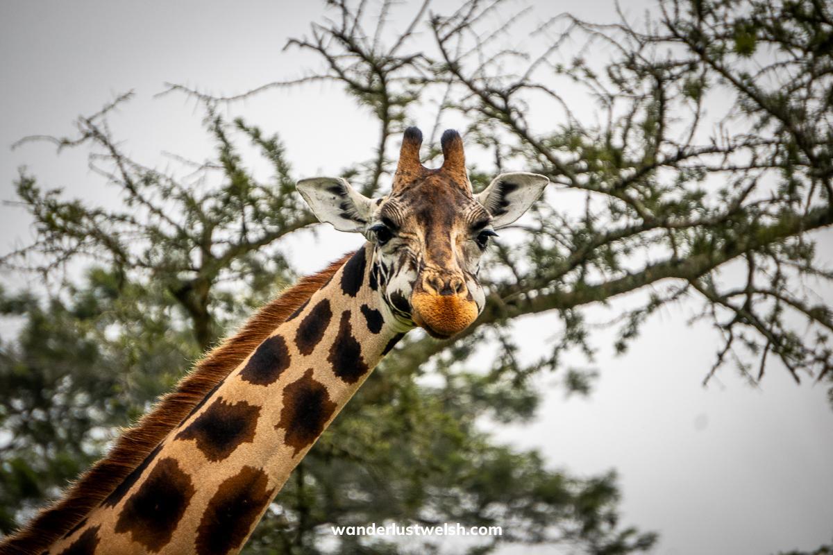 A giraffe looking straight at the camera with acacia trees behind