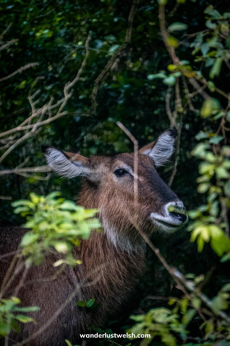 A waterbuck in a shaded area under trees