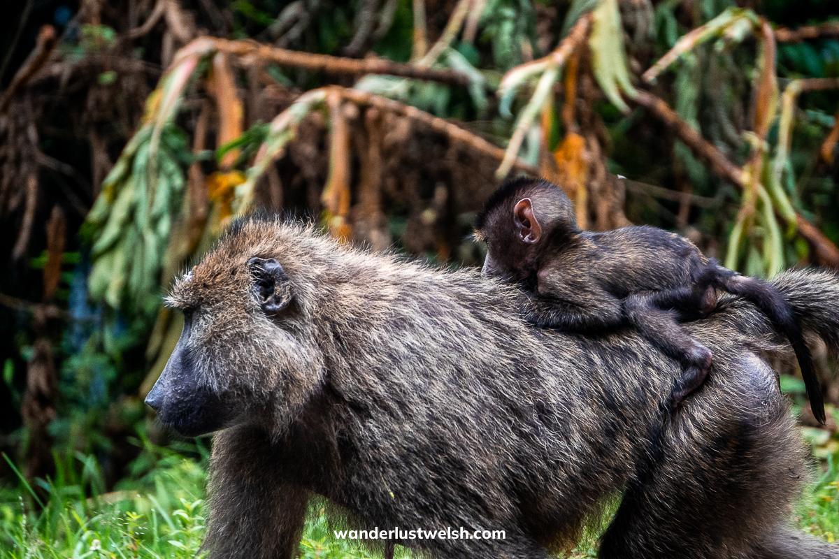 A baboon mother with a baby riding on her back