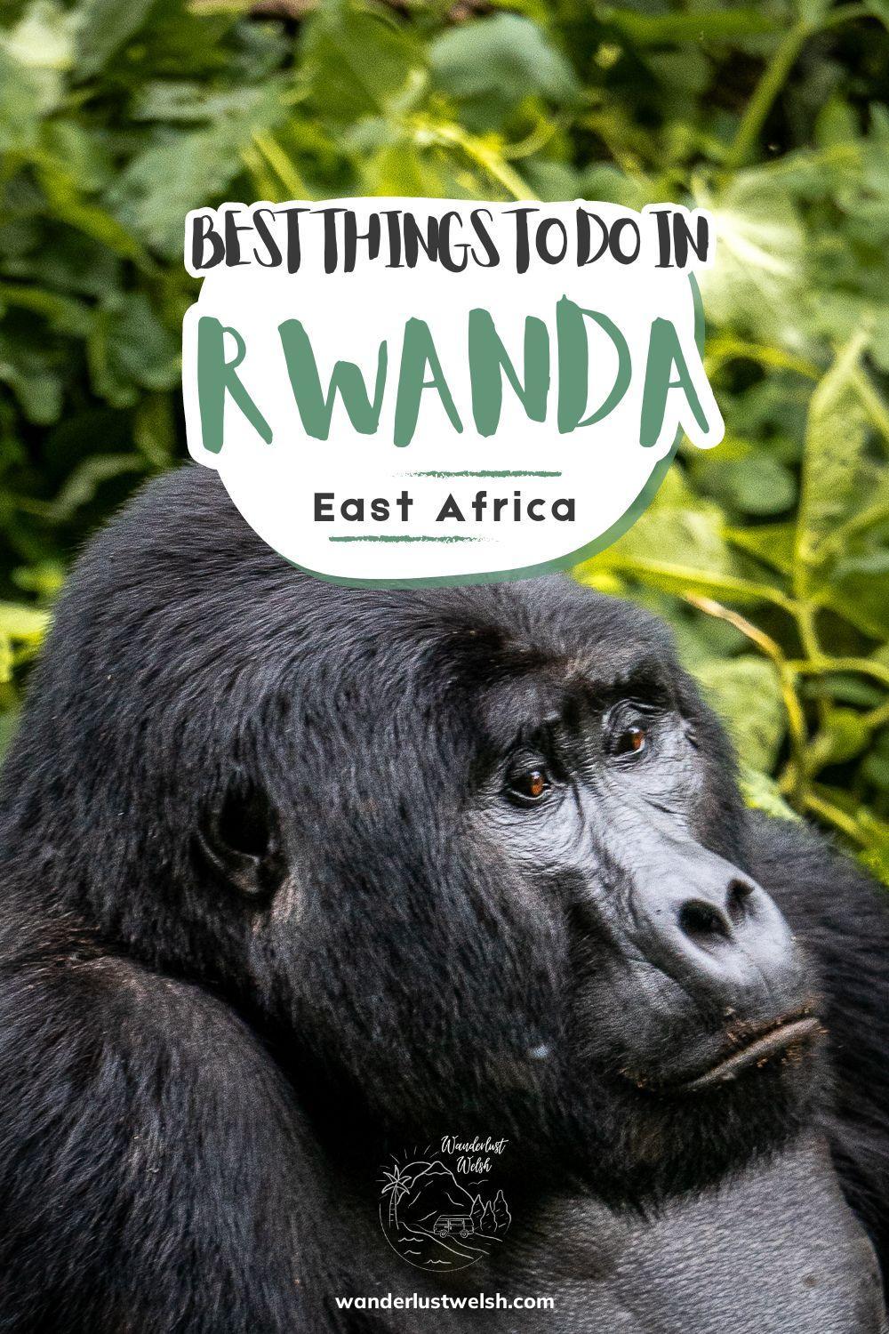 A portrait of a silverback gorilla with the words "Best Things to Do in Rwanda" superimposed