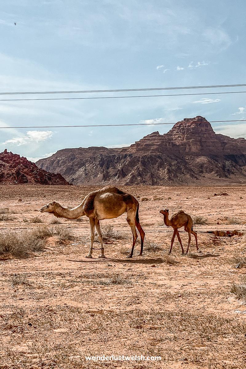 A mother and baby camel traversing the desert together