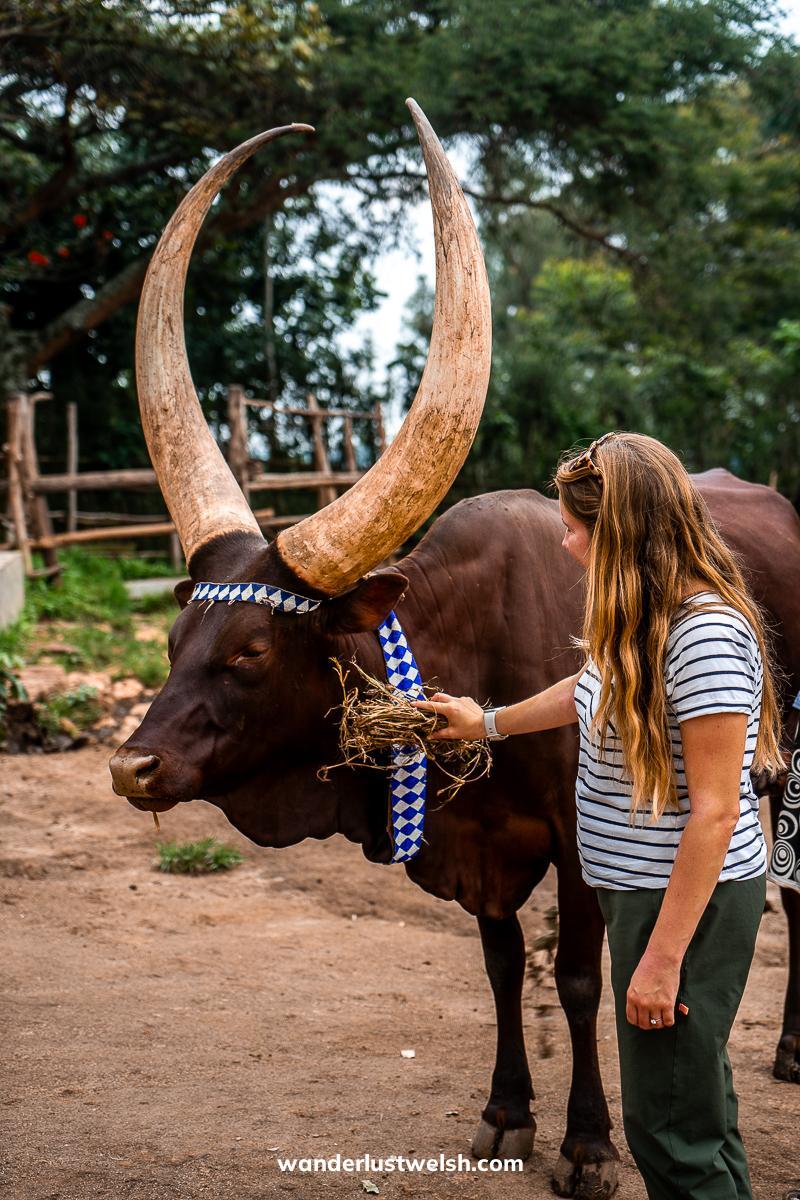 A woman feeding hay to an Ankole longhorn cow