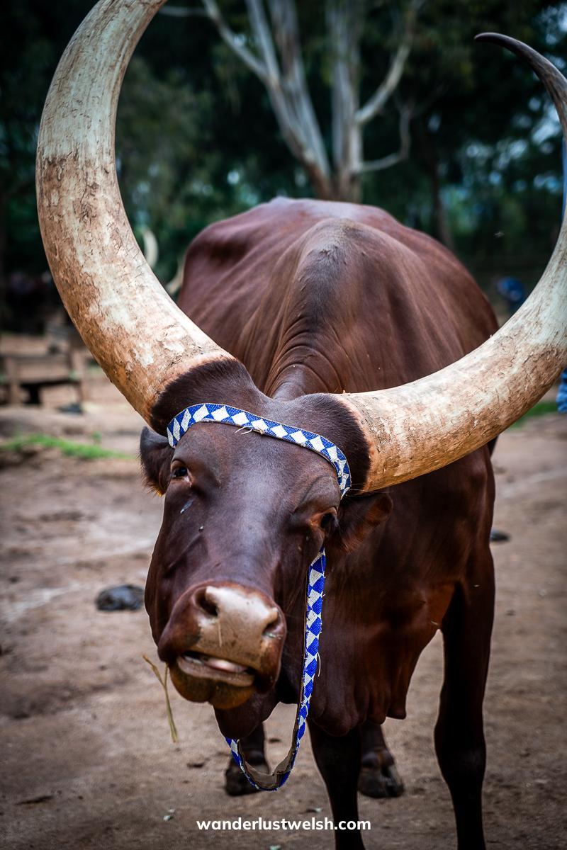 A portrait of an Ankole longhorn cow