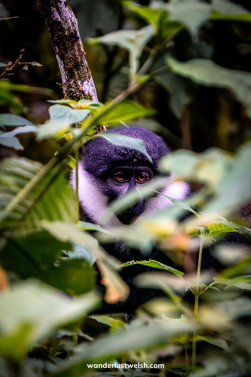 A l'Hoest's monkey hidden behind leaves