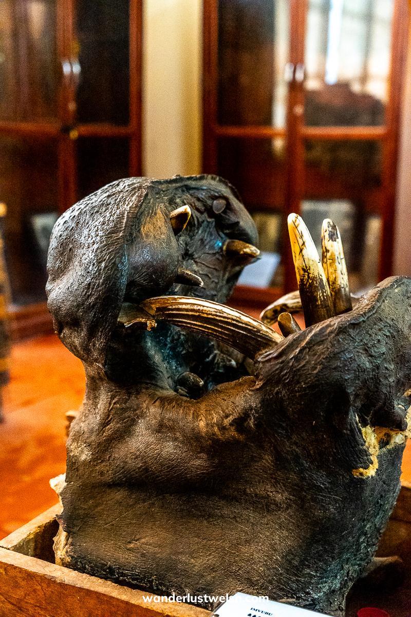 A stuffed hippo head with mouth open in the Gitega Museum