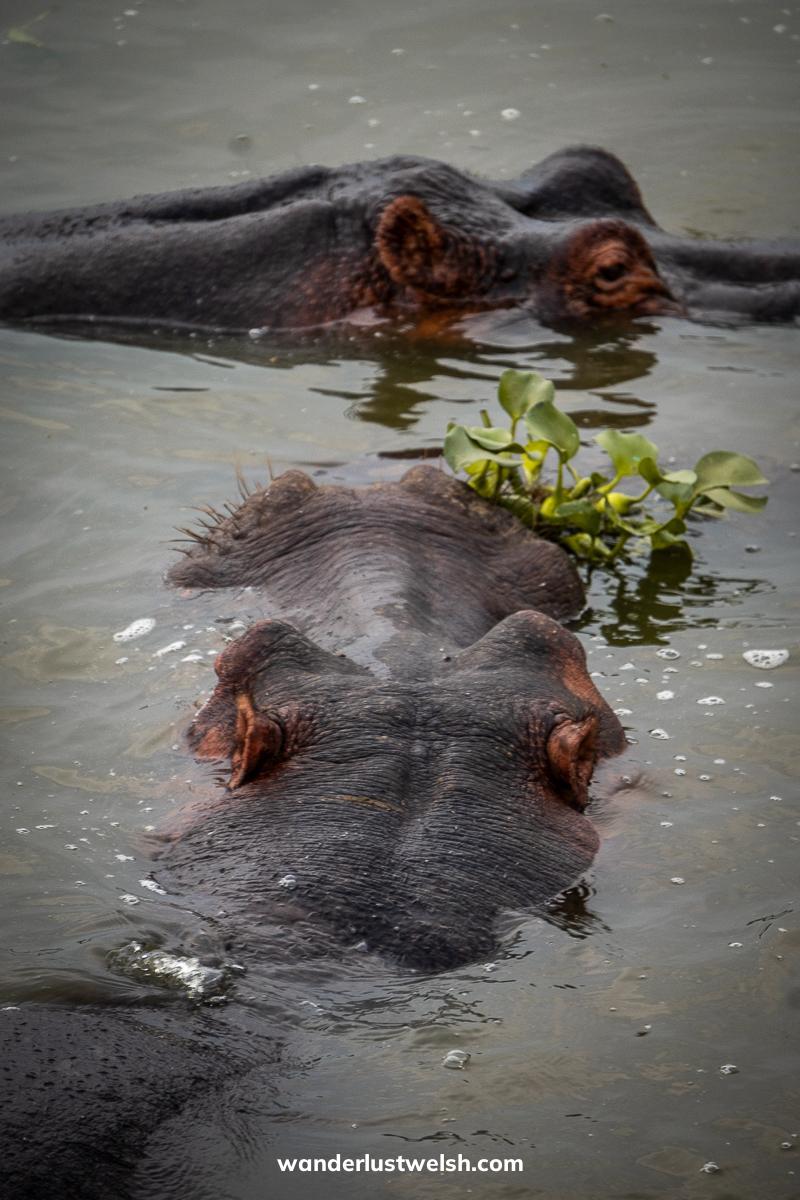 Two hippos swimming in the water, one eating a large shrub