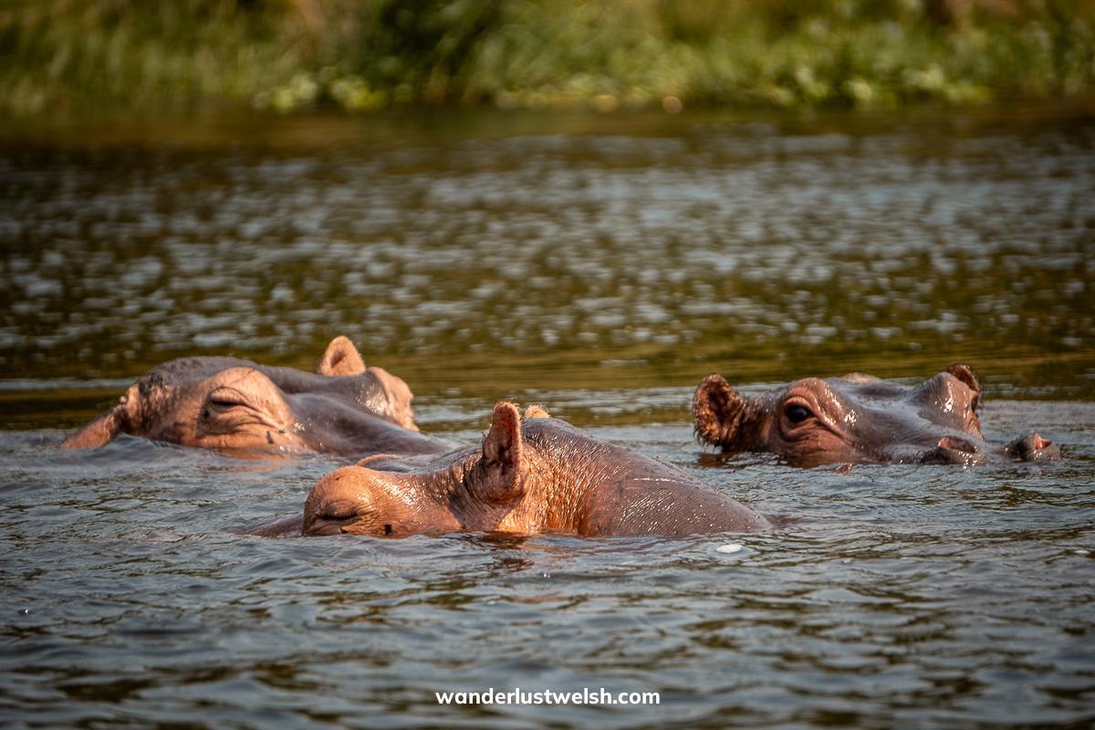 Three hippos peeking out of the water in Rusizi National Park