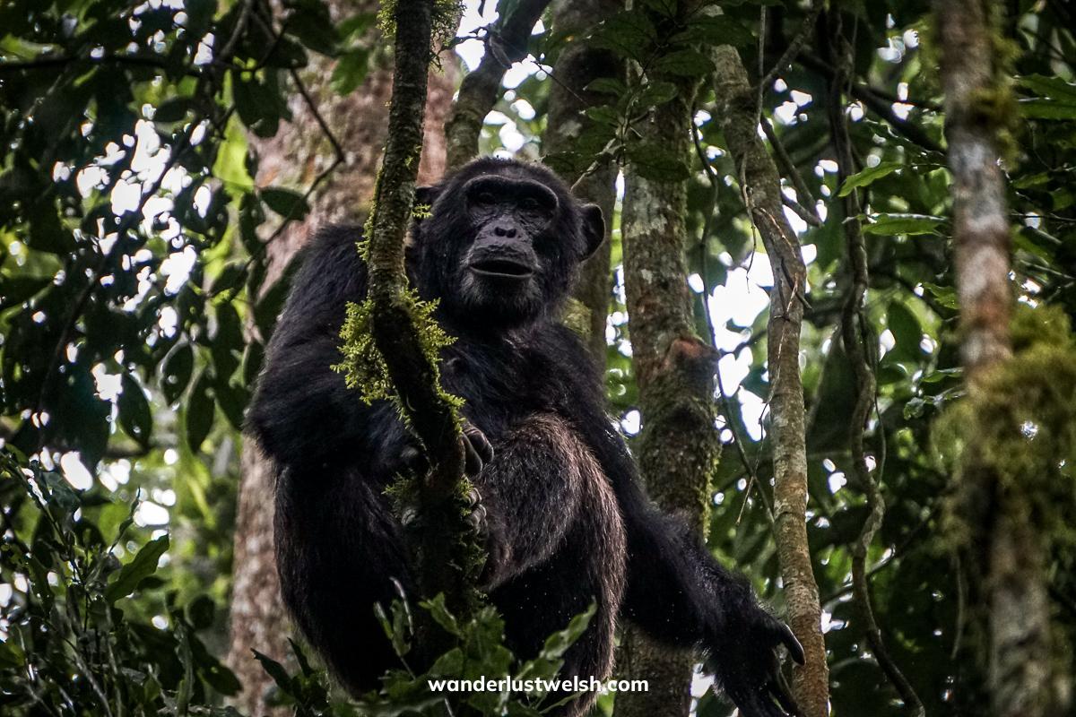A chimpanzee sitting on a thin branch in the canopy