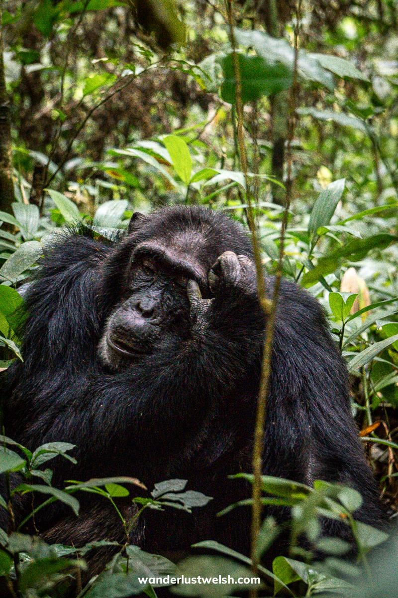 A chimpanzee looking relaxed, rubbing his eye