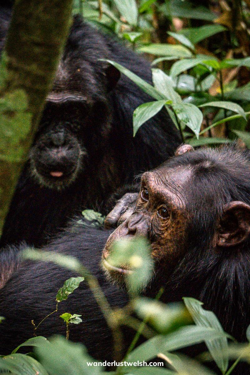 Two chimpanzees sitting amongst the leaves