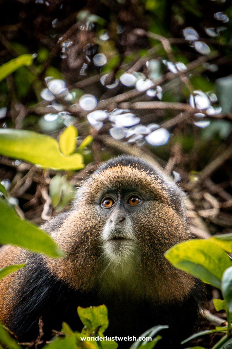 A portrait of a golden monkey who looks alerted