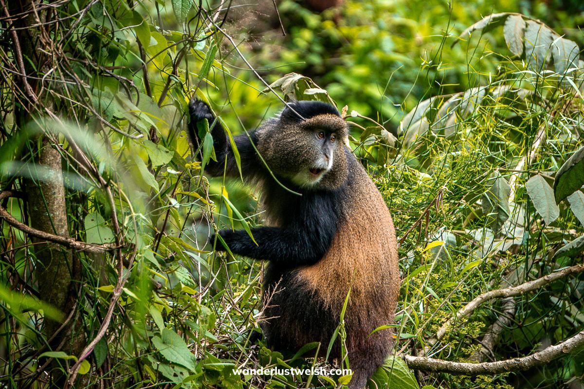 A golden monkey with his mouth open in a tree holding leaves