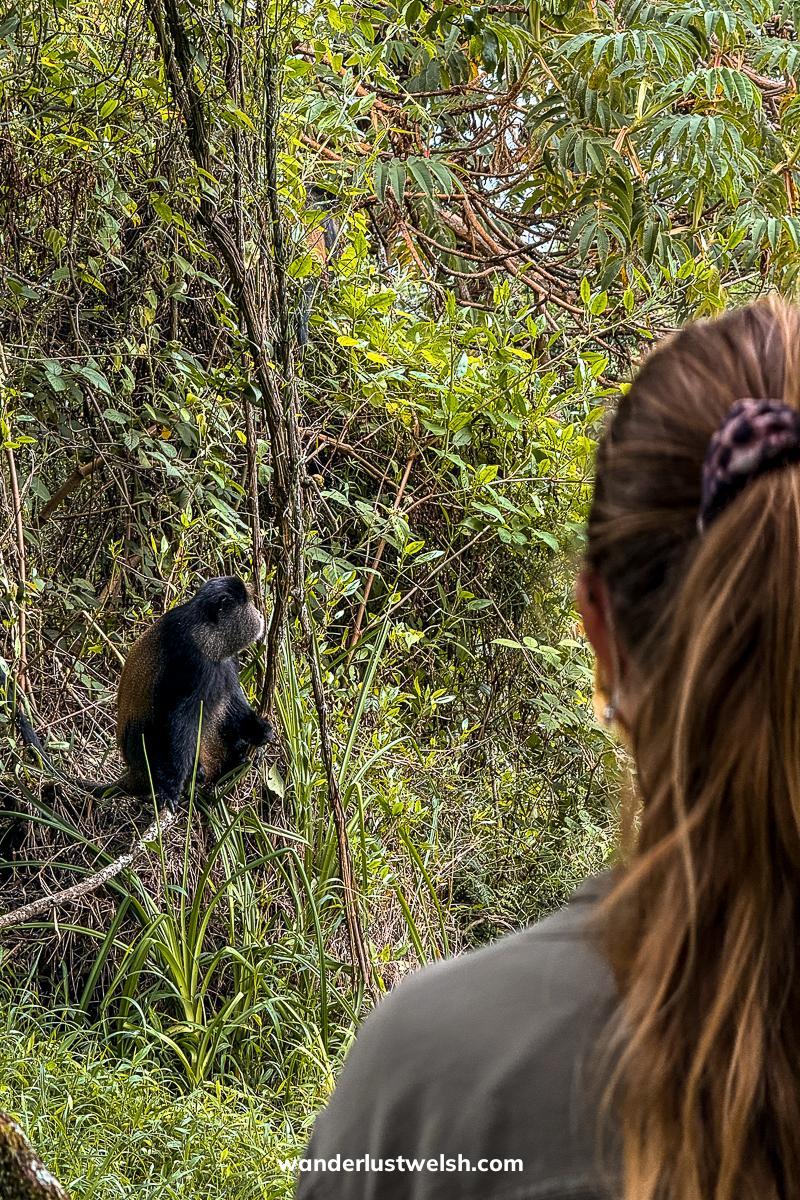 A woman stood watching a golden monkey sitting on a vine