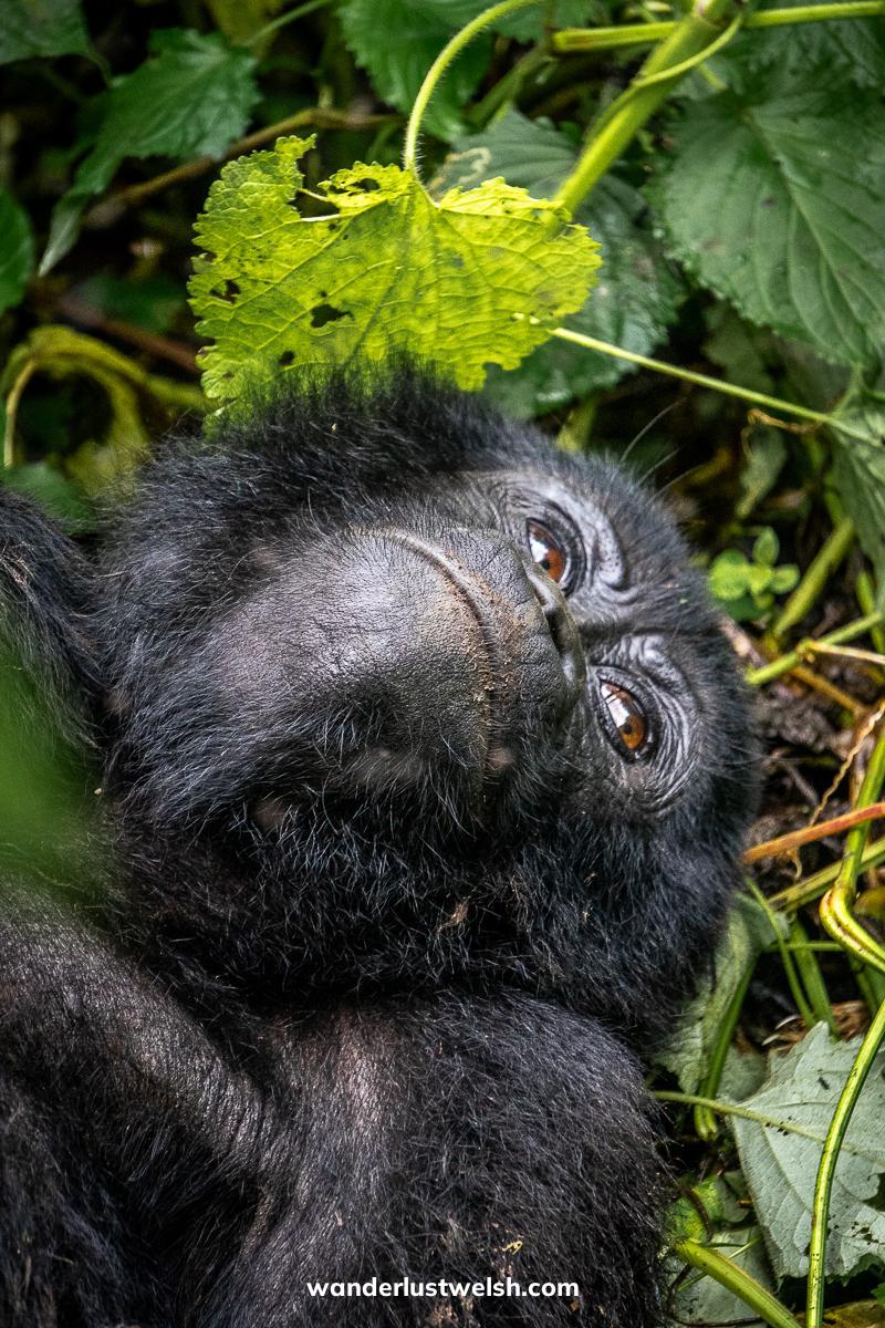 A gorilla laying on her back on leaves