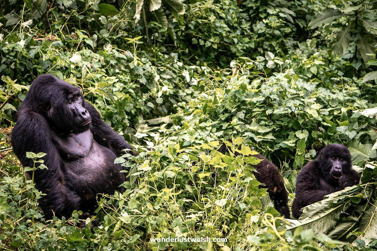 A family of gorillas with a large silverback sitting amongst the leaves