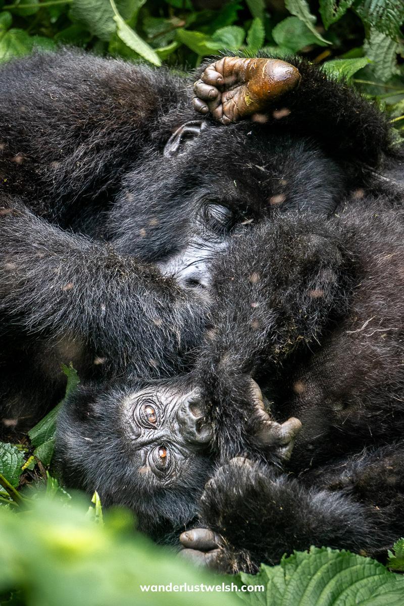 A family of gorillas embracing and playing