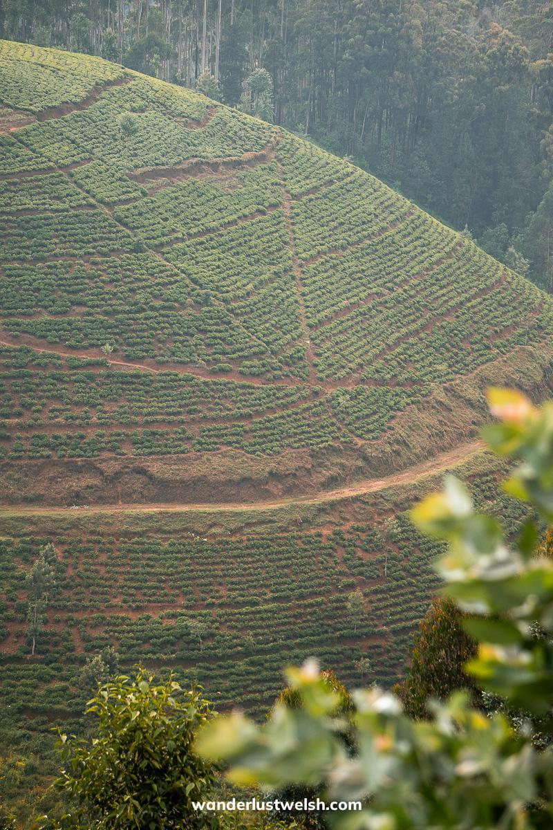 Rolling hill with tea trees in Rwanda