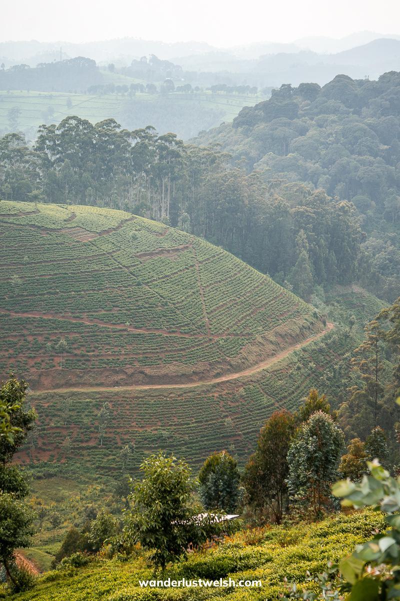 Green rolling hills and ancient forest in Rwanda