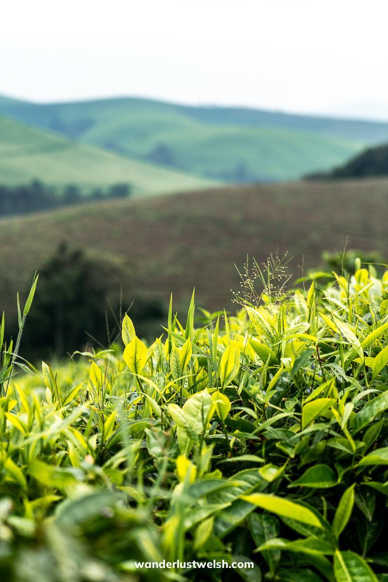 Close up of a tea tree with rolling hills behind in the Teza Tea Plantation