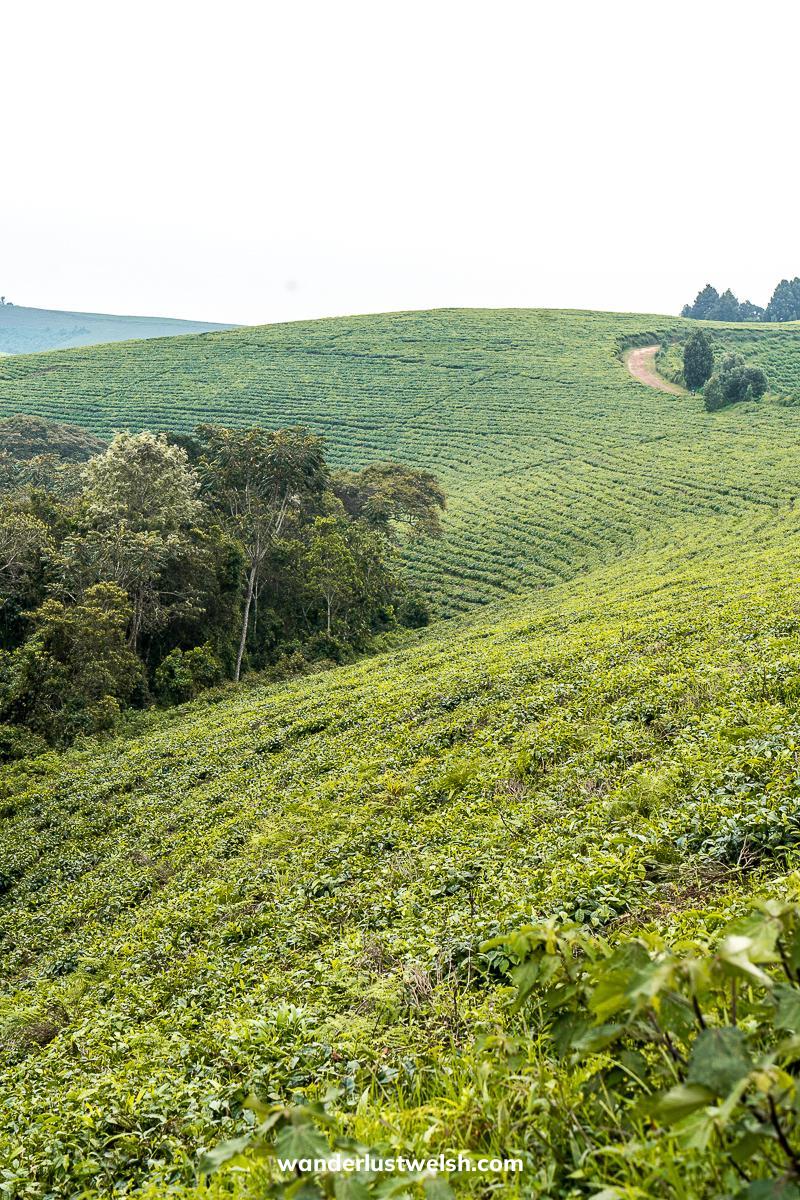 Rolling green hills of tea trees in the Teza Tea Plantation