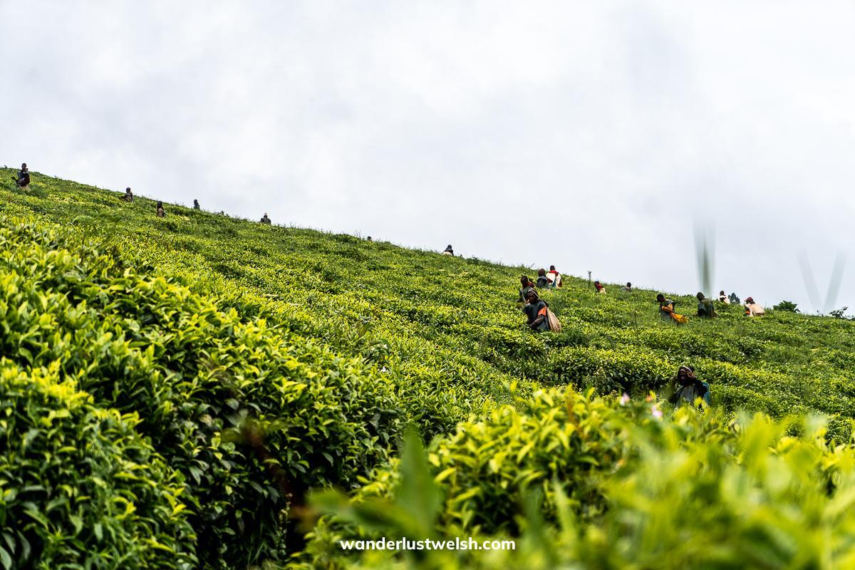 Workers picking tea in the Teza Tea Plantation