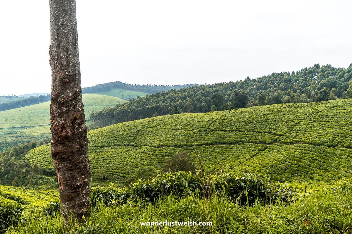 The Teza Tea Plantation with rolling green hills of tea trees and a tree closeby